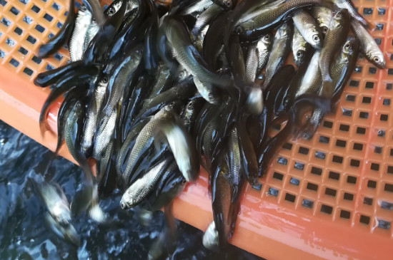 15厘米草鱼苗一年能长多大