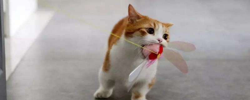 曼赤肯猫和曼基康区别