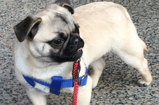 巴哥犬价格是多少