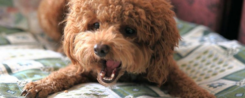 泰迪犬喜欢吃什么