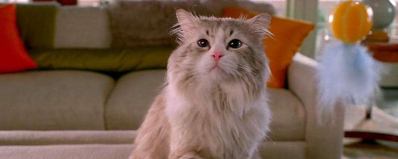 怎么和猫培养感情