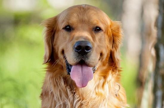 家养中型犬排行榜，这6种狗狗聪明可靠很适合家庭饲养