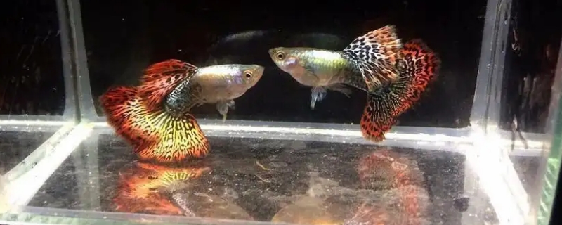孔雀鱼生小鱼要多久才能生完