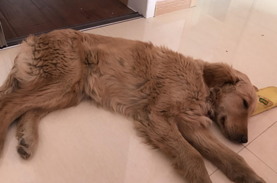 犬瘟热传染人吗