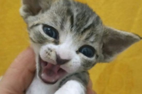 猫应激反应是什么意思