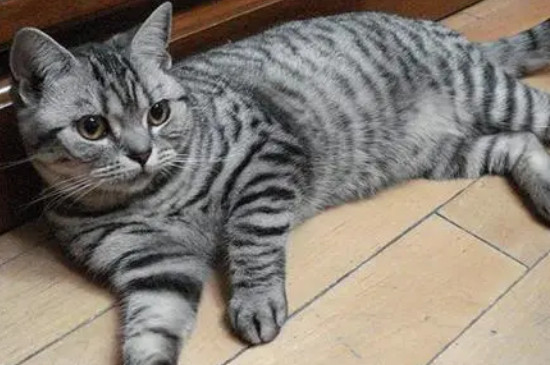 小猫鼻子干但精神好怎么回事