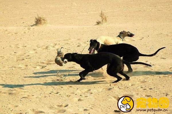 灵缇也被称作格力犬，是极为难得的纯种犬(一只高达20万元)