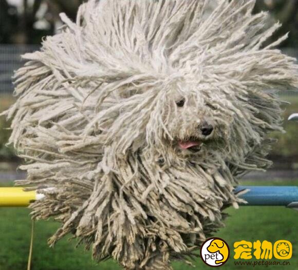 可蒙犬的毛有什么用处，凭一己之力驱赶狼群的守卫犬