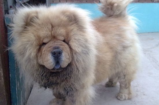 松狮犬好养吗