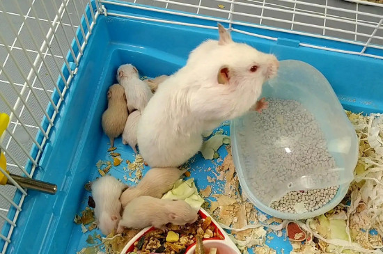小仓鼠死了肚子是软的吗
