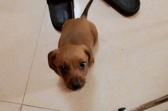 迷你腊肠犬优缺点