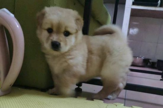 狗狗早上空腹吐黄水