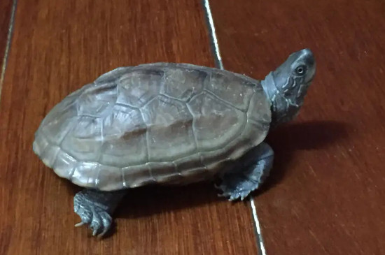 乌龟会蜕皮吗