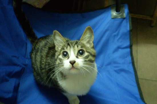 猫会摔死吗