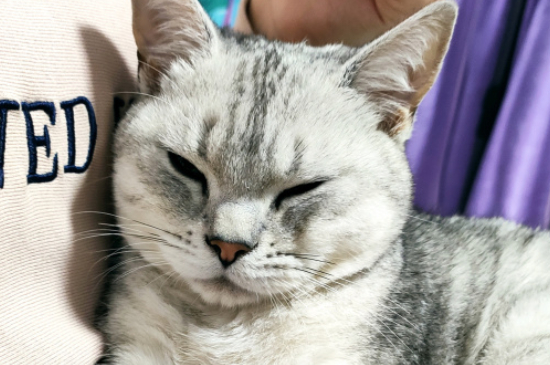 猫的尾巴竖起来是为什么
