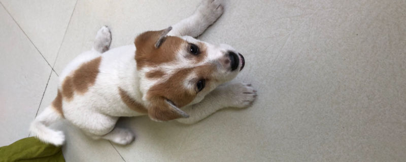 狗狗绦虫会传染人吗