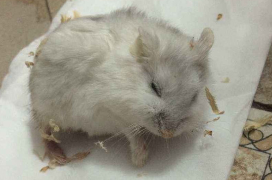 仓鼠死前的睡姿