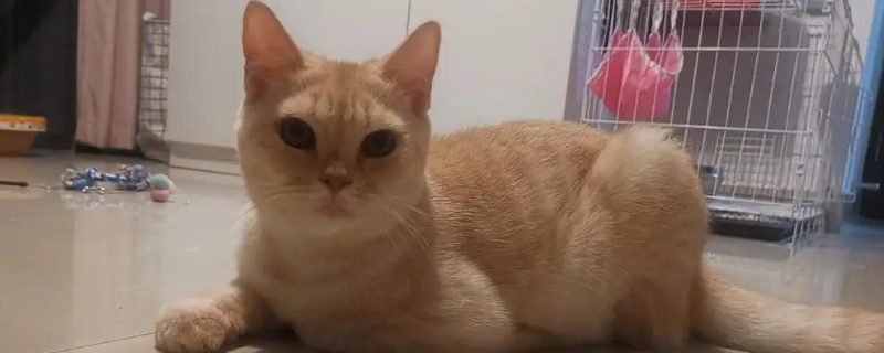 公猫肚子大是怎么回事鼓鼓的