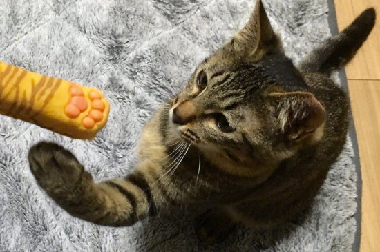 猫可以吃奶油吗