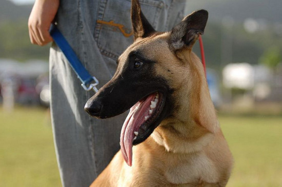 狗和犬的区别，狗有18个脚趾而犬有20只脚趾