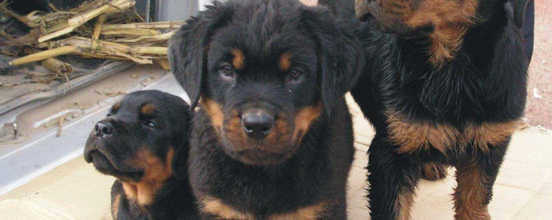 罗威纳犬咬主人怎么办