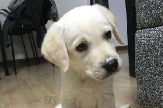 狗狗怎么量体温