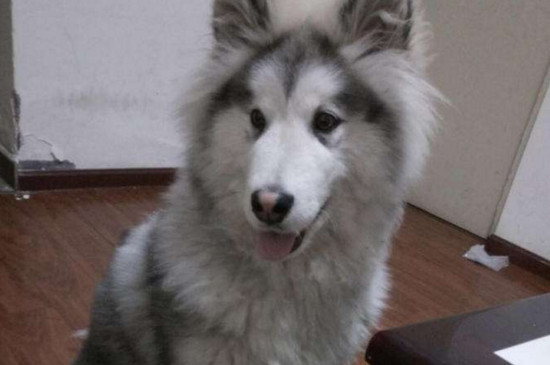 阿拉斯加犬多少钱一只