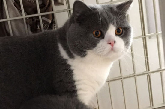 猫吃蟑螂怎么办