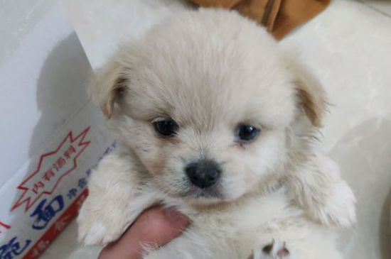 给狗狗剪毛用什么剪刀