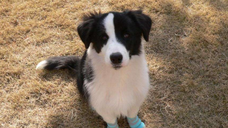 十大聪明名犬