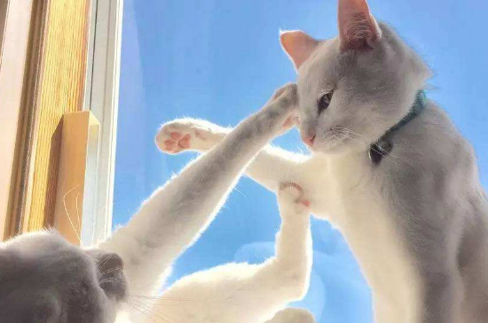两只猫打架处理办法