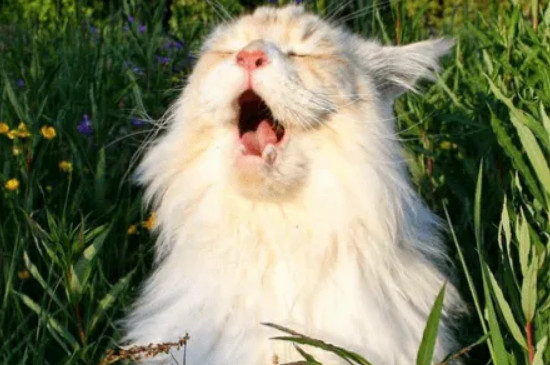 小猫偶尔打喷嚏正常吗