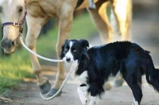 什么狗和边牧长得很像