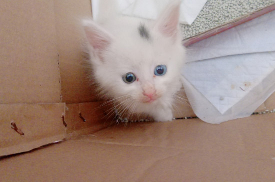 猫可以吃鸡蛋白吗