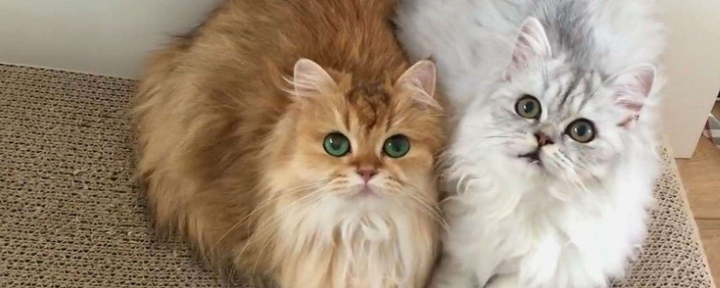 猫咪喜欢吃什么