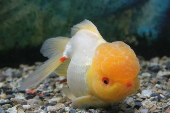 鱼缸里鱼身上有白色絮状物怎么办