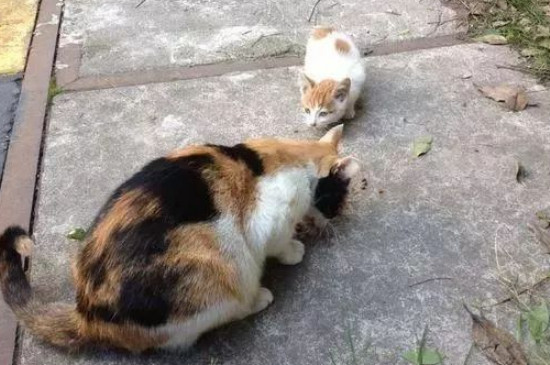 星巴克宠物奶油猫能吃吗
