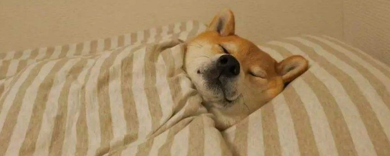 柴犬讨厌主人的表现