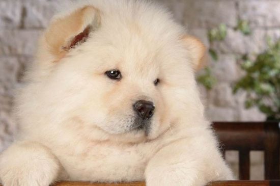 怎么看松狮犬认你做主人