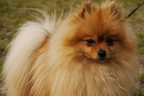养博美幼犬要注意什么，注意饮食禁忌以及加强保暖