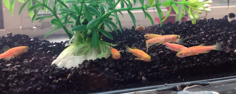 斑马鱼怎么分公母