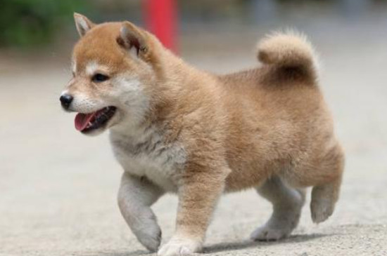 柴犬怎么养?新手养柴犬要注意什么?