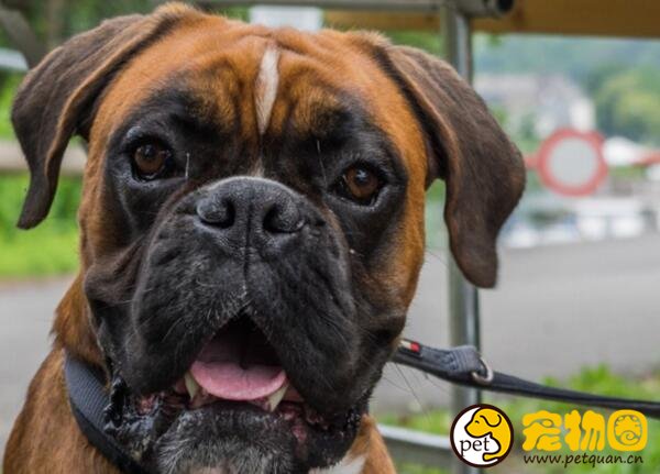 因为丑而冷门的拳师犬，实际上温顺又好养