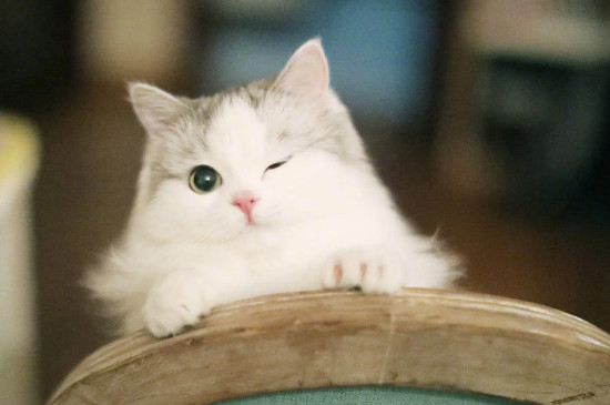 天堂鸟对猫有毒吗