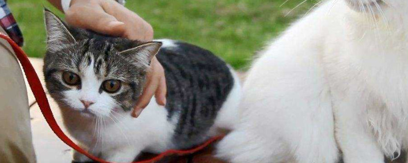 小猫的生活习性