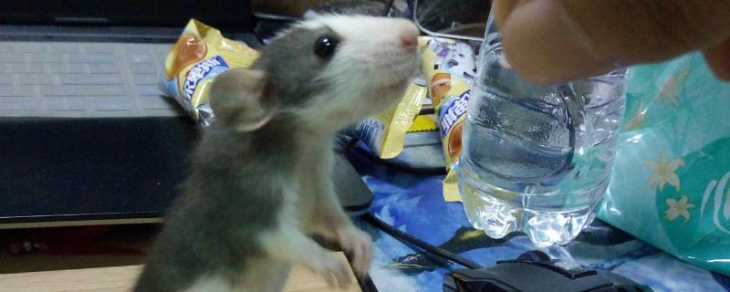 花枝鼠可以吃樱桃吗