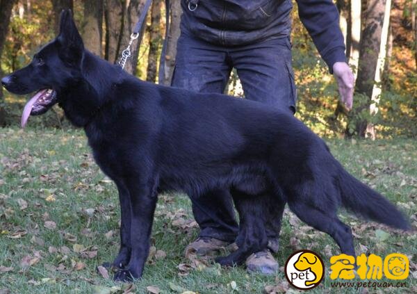 东德牧羊犬和德国牧羊犬哪个好，东德牧的工作性更强