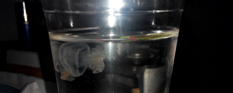 杯装水母怎么养
