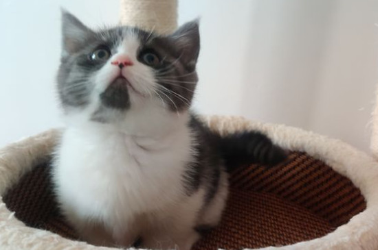 矮脚猫一般多重