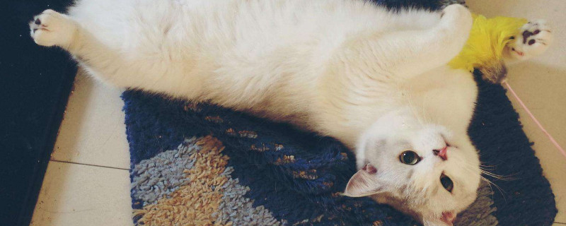 猫打滚表示什么意思